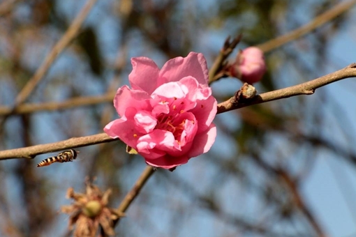 Hoa đào bùng nở trong nắng đông