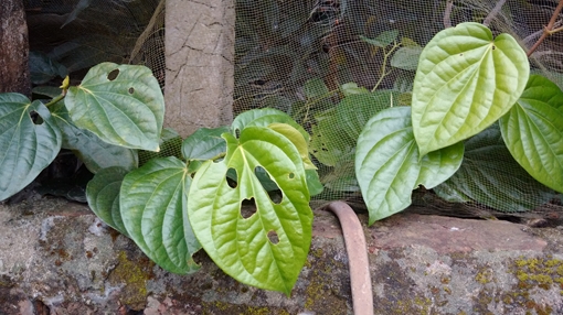 Không có chuyện dùng lá trầu làm “bùa ngải” để chiếm đoạt tài sản