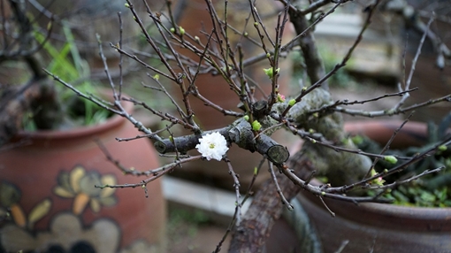 Vườn mai trắng quý hiếm giữa lòng Hà Nội