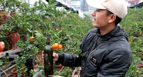 Quất trồng trong chai thủy tinh chờ Tết nguyên đán