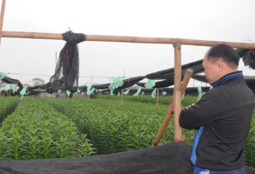 Người trồng hoa ở Tây Tựu lo không kịp vụ Tết