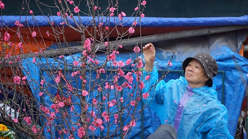 Người Hà Nội bán đào giá rẻ sau Tết trong mưa lạnh