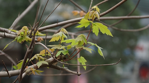 Hàng phong lá đỏ trổ lá trên đường Hà Nội