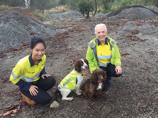 Đội cảnh khuyển tìm rò rỉ trong đường ống nước ngầm