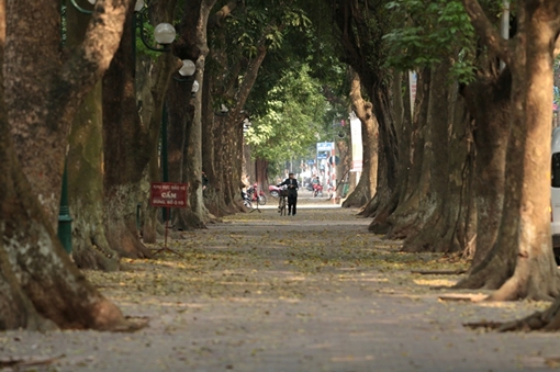 Đẹp ngỡ ngàng Hà Nội mùa thay lá