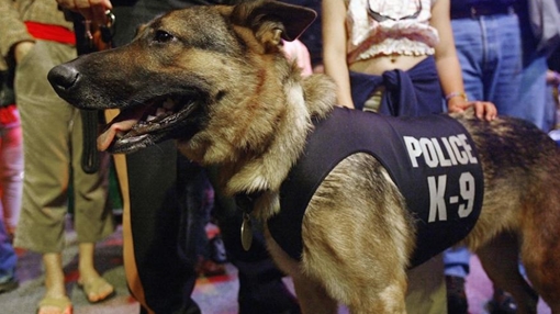 Mỹ truy tìm kẻ đầu độc cảnh khuyển