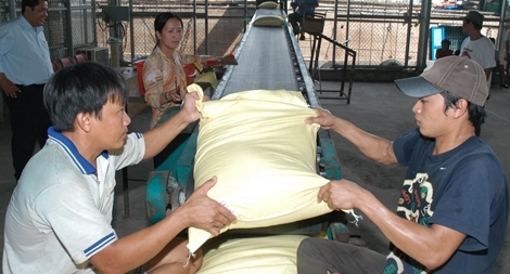 Xuất khẩu gạo tiếp tục khởi sắc