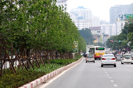 Hàng phong đâm chồi nảy lộc xanh mướt trên phố Hà Nội