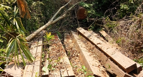 Phát hiện một vụ “xẻ thịt” rừng Phước Sơn