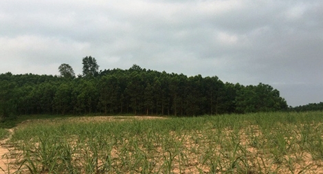 Hàng trăm hộ dân ở Nông Cống - Thanh Hoá điêu đứng vì bị “đem con bỏ chợ”