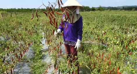 Người trồng ớt trắng tay vì không được thu mua