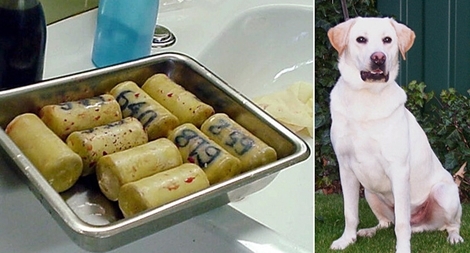 Triệt phá đường dây nhét ma túy vào bụng chó đưa sang Mỹ và châu Âu