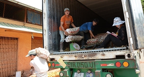 Nông dân trước nỗi lo nông sản Trung Quốc “đội lốt” Đà Lạt