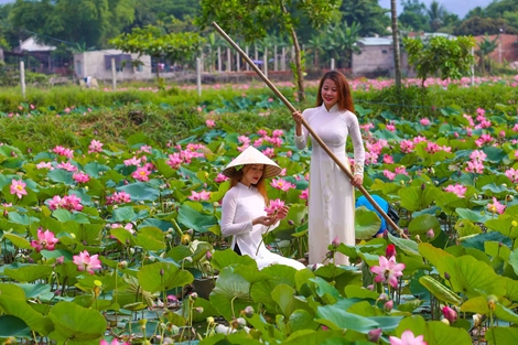 Đẹp xao xuyến mùa sen Đà thành dưới ống kính của giới trẻ
