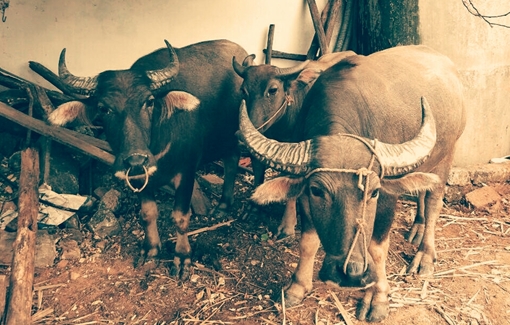 Dùng ô tô trộm trâu nhân mùa WorldCup