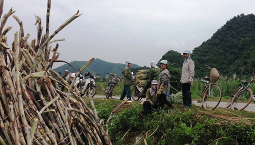 Nhọc nhằn nghề phu mía