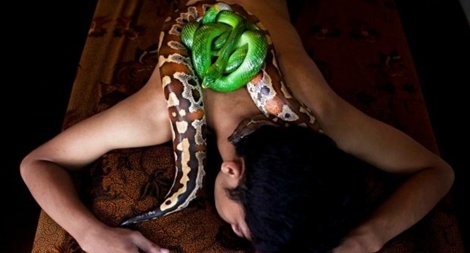 Rắn độc "khủng" bò quanh cơ thể massage chữa bệnh với 7 triệu đồng/lượt