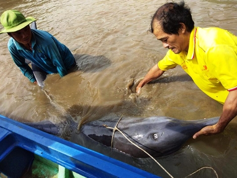 Cá heo dạt vào bờ được người dân cứu kịp thời