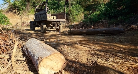 Vì sao nạn phá rừng ở Quảng Nam vẫn dai dẳng?