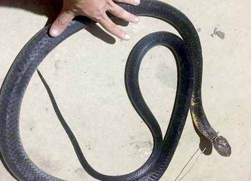 Người đàn ông tử vong tức tưởi vì bắt sống rắn hổ mang đột nhập 