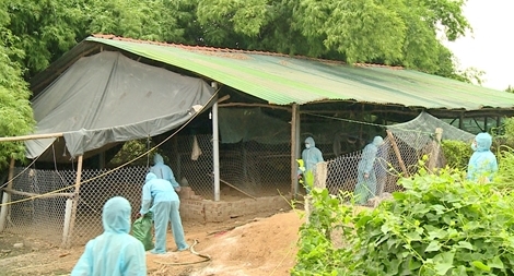 Xuất hiện ổ dịch cúm gia cầm H5N6 có độc lực mạnh tại Phú Yên