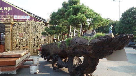 "Hoa mắt" ngắm cây cảnh tiền tỷ