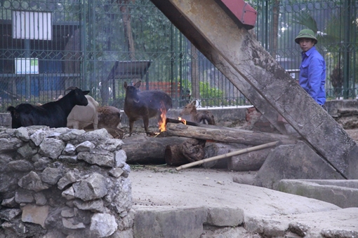 Đốt lửa sưởi ấm cho động vật tại Công viên Thủ Lệ