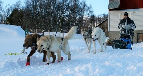 Chuyện chó kéo xe và sức mạnh của tình yêu thương