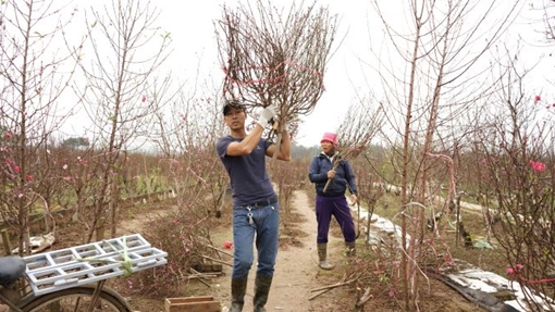 Đào nở bung đỏ rực trước Tết Âm lịch người trồng buộc phải bán sớm