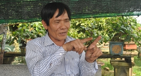 Ở "thủ phủ" mai vàng miền Trung