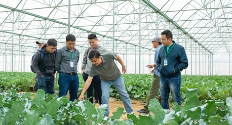 Hợp tác với VinEco, hơn 800 hộ nông dân tham gia chuỗi sản xuất nông sản sạch