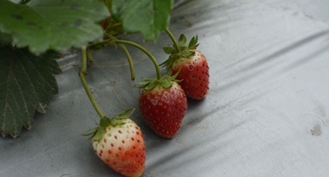 Khám phá vườn dâu tây "Mộc Châu" ngay tại Thủ đô phục vụ dịp Tết nguyên đán