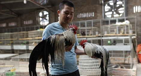 Kĩ sư lập trình bỏ việc lương cao về lập trang trại nuôi gà cảnh