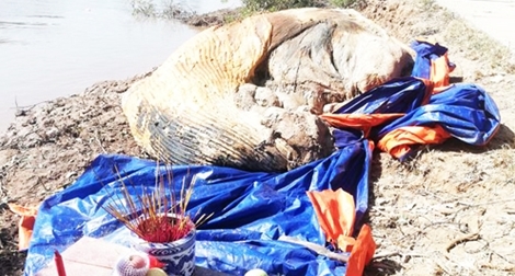 Xử lý xác cá voi 10 tấn trôi vào vùng biển Bạc Liêu