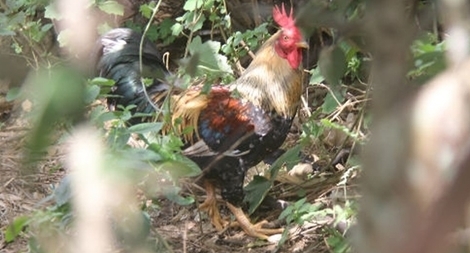 Đi săn gà rừng, bắn hàng xóm tử vong