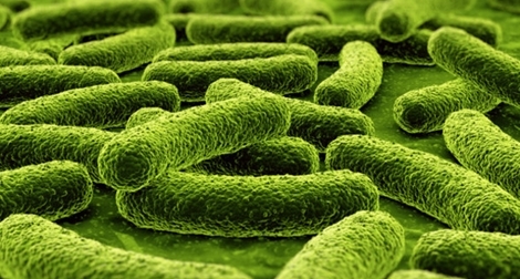 Hy hữu một người lớn mắc ho gà suốt 35 năm