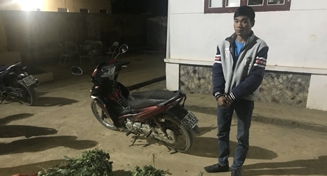 Thu giữ 90 kg thân cây, quả anh túc 