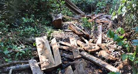 Rừng cổ thụ bị “xẻ thịt” không thương tiếc 