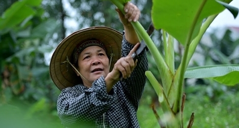 Người phụ nữ 35 năm chặt lá chuối mưu sinh