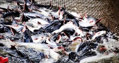 Doanh nghiệp xuất khẩu giảm giá thu mua cá tra