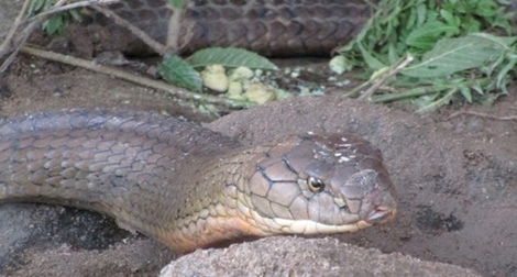 “Không còn là giai thoại”