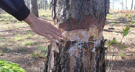 Mạnh tay ngăn chặn hành vi “bức tử” rừng thông