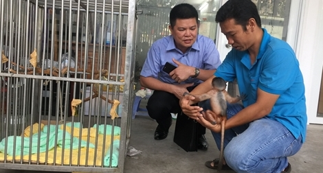 Những “bảo mẫu” của… động vật có tên trong Sách đỏ