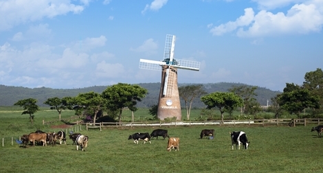 Vinamilk và những bước đi chiến lược trong 30 năm phát triển ngành chăn nuôi bò sữa