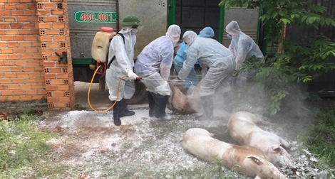 Các tỉnh Tây Nguyên triển khai nhiều biện pháp phòng, chống dịch tả lợn