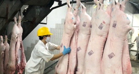 TP HCM nỗ lực ngăn chặn dịch tả lợn châu Phi