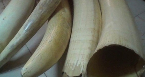 Ứng dụng công nghệ trong cuộc chiến chống nạn săn trộm voi