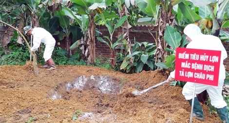 Dịch tả lợn châu Phi lan rộng ở 62 tỉnh, thành