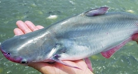 Nông dân gặp khó vì giá cá tra giảm sâu