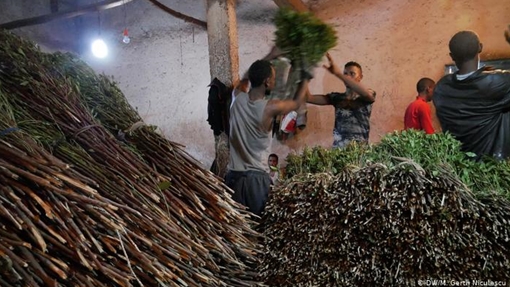 Buôn bán lá khat: Lĩnh vực kinh doanh triệu đô ở Ethiopia